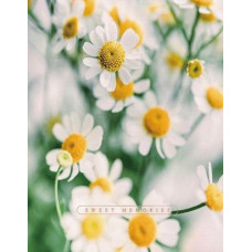 Фотоальбом UFO 10*15см. 200 фото "Сute Daisies" PP-46200 ЮГ-К (1)