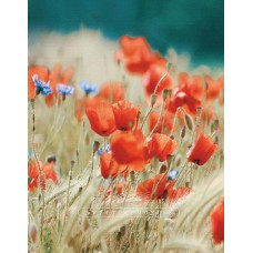 Фотоальбом UFO 10*15см. 200 фото "Poppies" PP-46200 ЮГ-К (1)